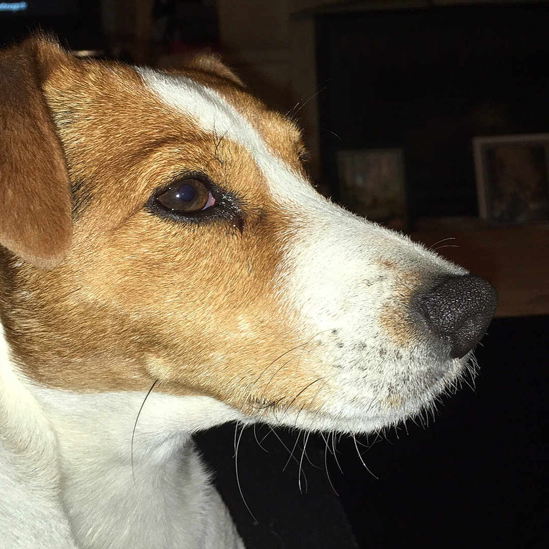 Ipod participe au concours pour gagner de l'argent avec cette photo : companion_dog, danish_swedish_farmdog, dog, dog_breed, dog_breed_group, dog_like_mammal, jack_russell_terrier, parson_russell_terrier, plummer_terrier, russell_terrier, smooth_fox_terrier, snout, street_dog, tenterfield_terrier, terrier, whiskers