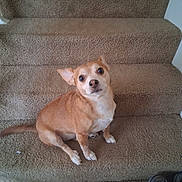 Max joined the competition — help win amazing prizes! dog, staircase, carpet, pet, indoor, brown_dog, small_dog, animal, looking_up, curious, ears, tail, four_legs, floor, shoes, footwear, domestic, cute, waiting, companion