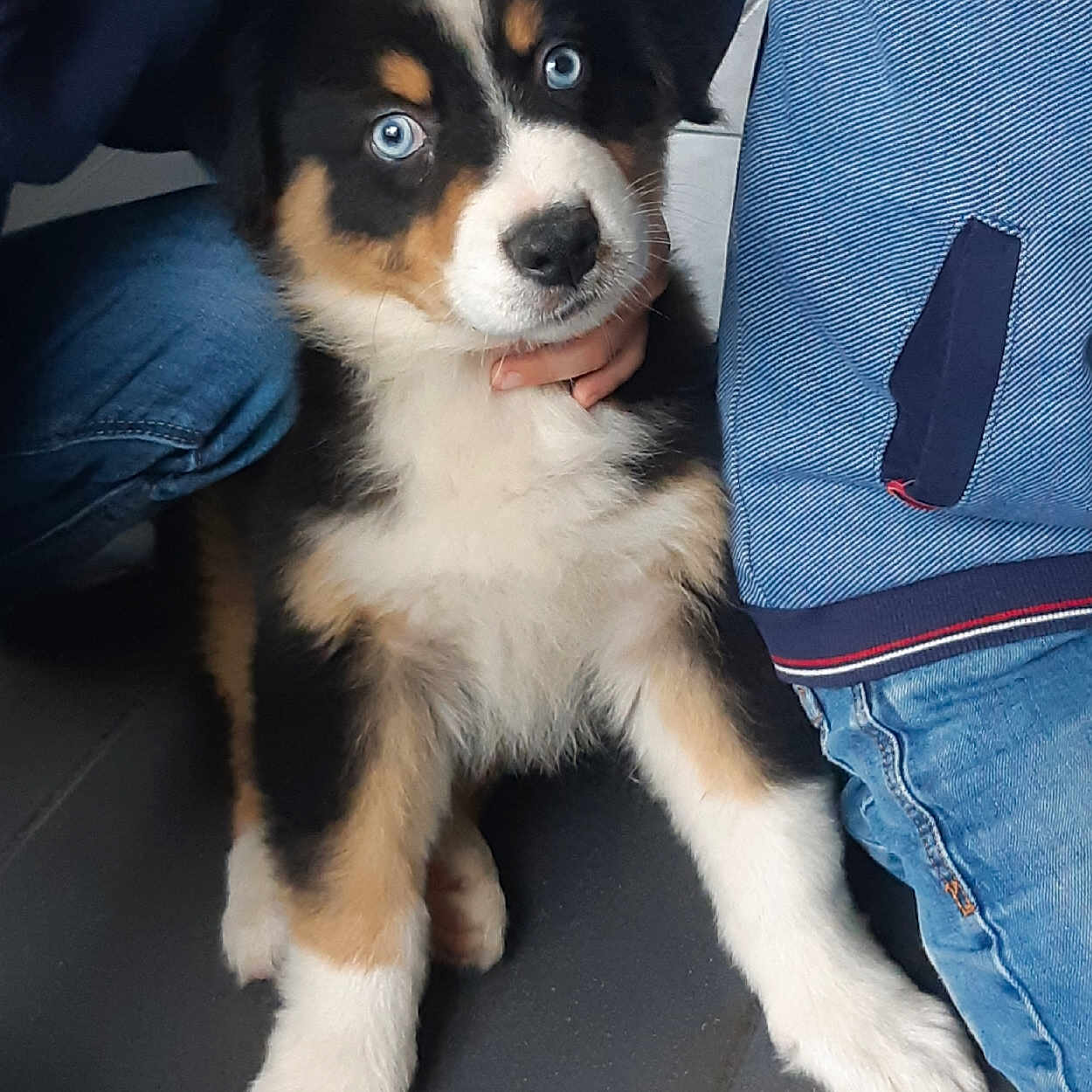 Bambou a rejoint le concours — aidez-le/la à gagner de superbes lots ! accessories, animal, appenzeller, canine, clothing, coat, cockerspaniel, collie, couch, dog, furniture, hound, husky, jacket, jeans, pants, pet, puppy, snout, strap