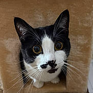 Charlie joined the competition — help win amazing prizes! cat, black_and_white, whiskers, yellow_eyes, curious, cat_house, pet, feline, close_up, indoor, cozy, fur, animal, cute, looking_up, face, portrait, domestic_cat, mammal, pet_care