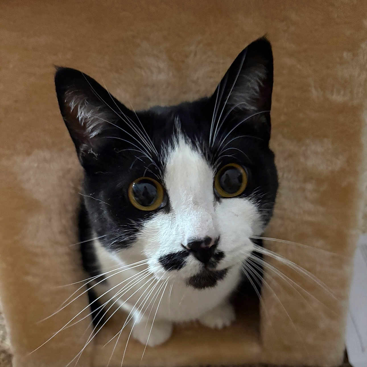 Charlie joined the competition — help win amazing prizes! cat, black_and_white, whiskers, yellow_eyes, curious, cat_house, pet, feline, close_up, indoor, cozy, fur, animal, cute, looking_up, face, portrait, domestic_cat, mammal, pet_care