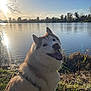 Nanna participe au concours pour gagner de l'argent avec cette photo : dog, husky, lake, water, sunlight, outdoor, nature, grass, trees, sky, sun, happy, pet, animal, daylight, blue_sky, smiling, canine, landscape, leash