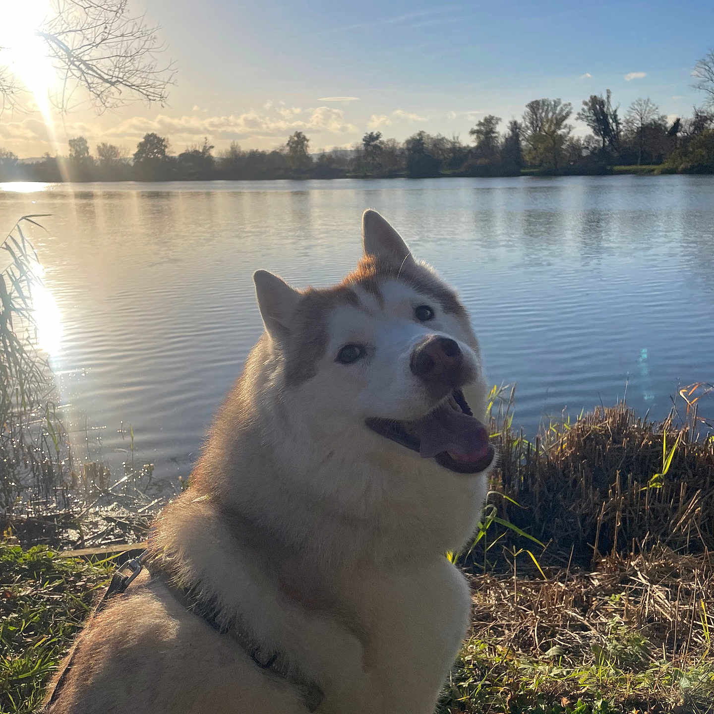 Nanna participe au concours pour gagner de l'argent avec cette photo : animal, blue_sky, canine, daylight, dog, grass, happy, husky, lake, landscape, leash, nature, outdoor, pet, sky, smiling, sun, sunlight, trees, water