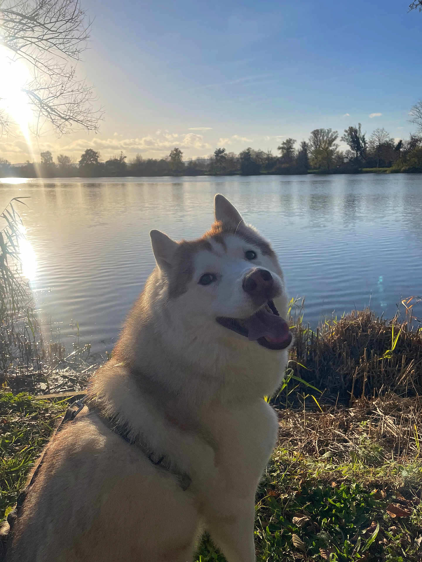 Nanna participe au concours pour gagner de l'argent avec cette photo : dog, husky, lake, water, sunlight, outdoor, nature, grass, trees, sky, sun, happy, pet, animal, daylight, blue_sky, smiling, canine, landscape, leash
