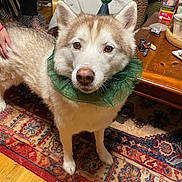 Nanna participe au concours pour gagner de l'argent avec cette photo : dog, husky, pet, indoor, costume, party_hat, green_collar, carpet, wood_floor, table, keys, hand, person, chair, furniture, home, decor, curly_hair, white_fur, brown_fur