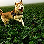 Nanna participe au concours pour gagner de l'argent avec cette photo : dog, husky, animal, pet, outdoor, field, greenery, leaves, dew, nature, mist, fog, playful, happy, walking, fur, canine, daylight, landscape, active