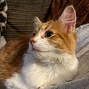 Archie joined the competition — help win amazing prizes! cat, orange_cat, white_fur, pet, animal, indoor, cozy, blanket, soft_texture, fur, whiskers, ears, closeup, side_view, resting, cute, domestic_cat, comfort, relaxed, mammal