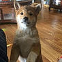 dog, puppy, shiba_inu, indoor, wooden_floor, living_room, furniture, couch, curious, pet, animal, cute, brown_fur, white_fur, ears, nose, eyes, paw, standing, home