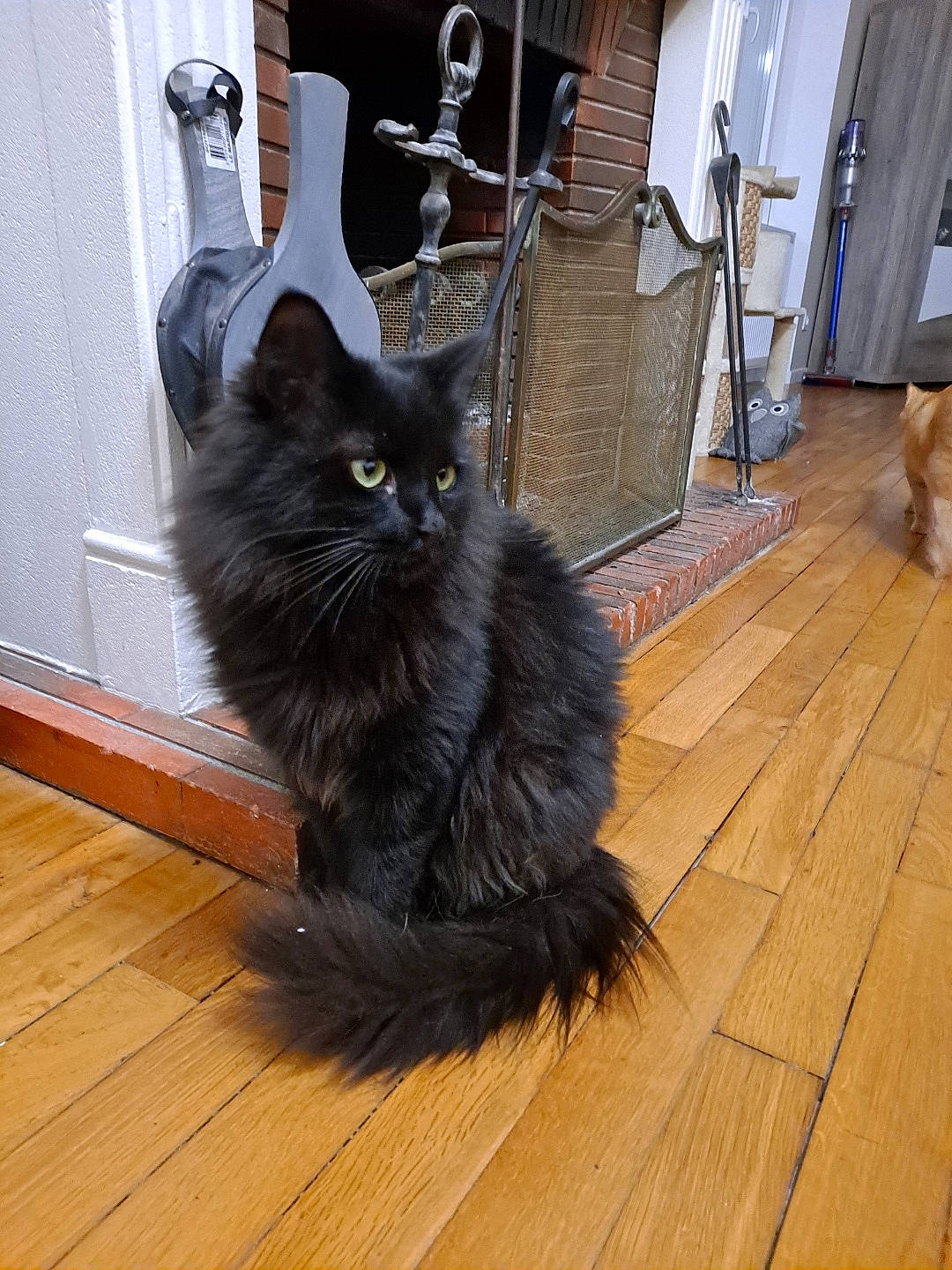 Moumoute a rejoint le concours — aidez-le/la à gagner de superbes lots ! black_cat, carnivore, cat, domestic_short_haired_cat, door, felidae, floor, flooring, fur, grey, hardwood, laminate_flooring, plank, small_to_medium_sized_cats, tail, varnish, whiskers, wood, wood_flooring, wood_stain
