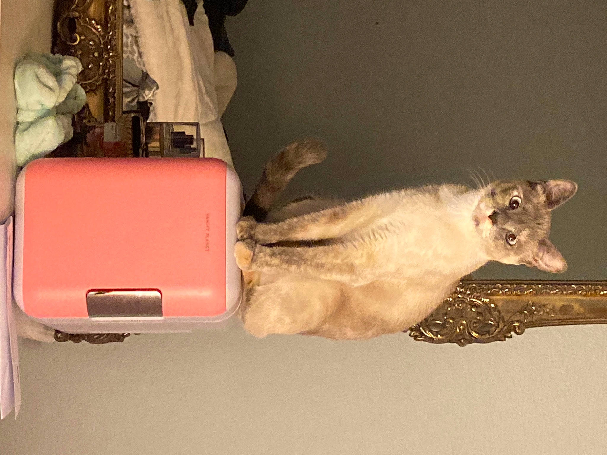 Penelope joined the competition — help win amazing prizes! bag, baggage, carnivore, cat, claw, domestic_short_haired_cat, fashion_accessory, felidae, flooring, fur, luggage_and_bags, magenta, paw, peach, room, small_to_medium_sized_cats, suitcase, tail, whiskers, wood