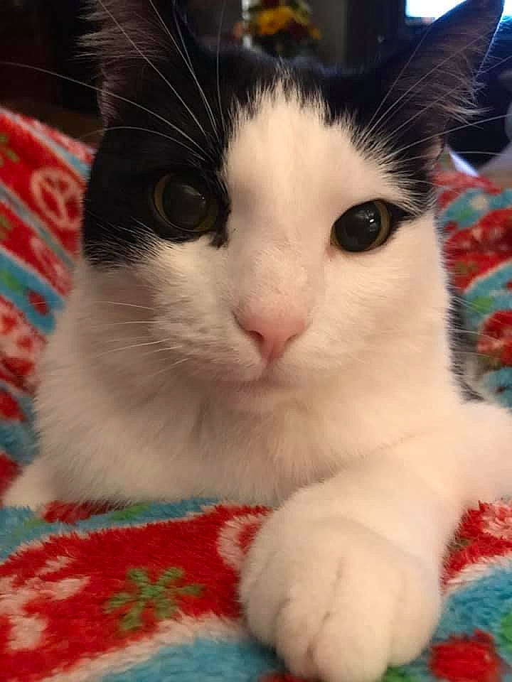 Runt joined the competition — help win amazing prizes! art, carnivore, cat, claw, creative_arts, domestic_short_haired_cat, felidae, fur, iris, pattern, paw, small_to_medium_sized_cats, snout, tail, whiskers