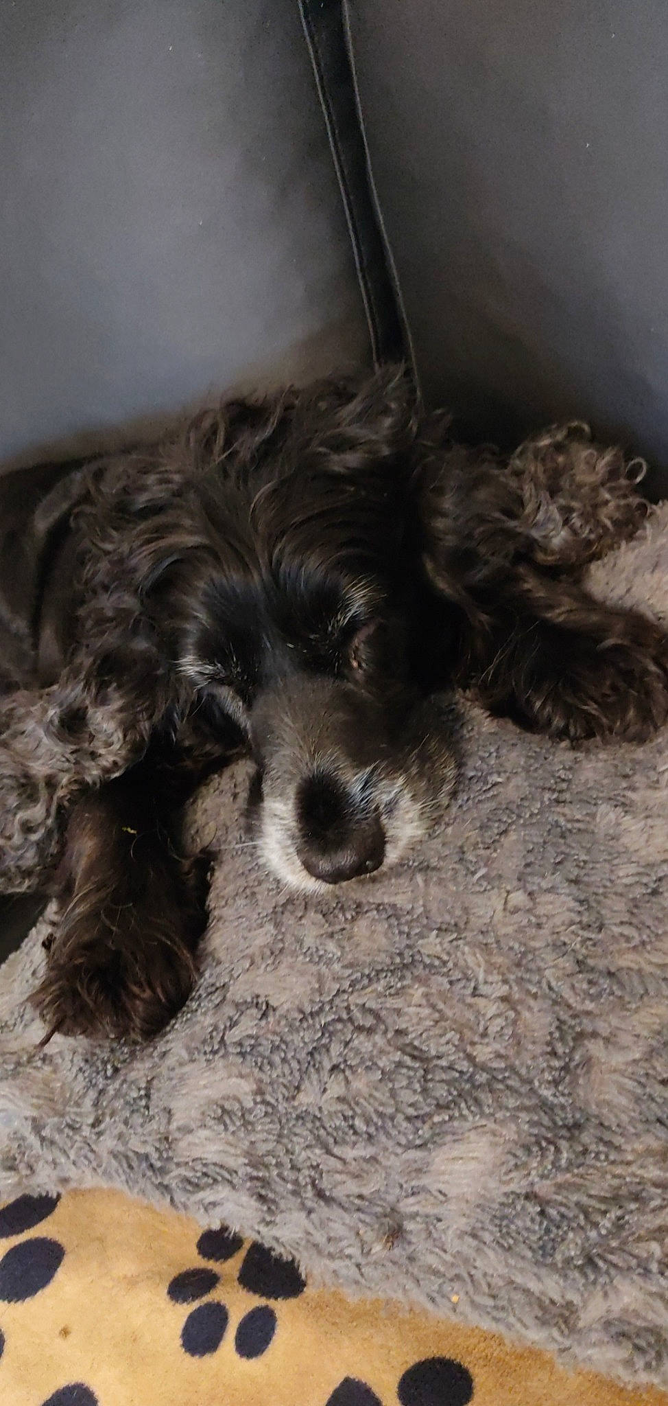 Louloute participe au concours pour gagner de l'argent avec cette photo : canidae, carnivore, comfort, companion_dog, dog, dog_breed, dog_supply, fur, liver, nap, non_sporting_group, paw, puppy, small_terrier, snout, sporting_group, terrier, toy_dog, working_animal, yorkipoo