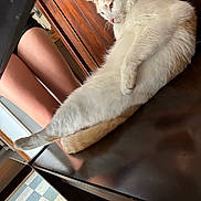 Mr Mr joined the competition — help win amazing prizes! animal, cat, chair, companion, contemplative, domestic_animal, feline, floor_tiles, fur, home_interior, indoor, legs, orange_cat, paws, pet, relaxed, resting, sitting, white_cat, wooden_furniture