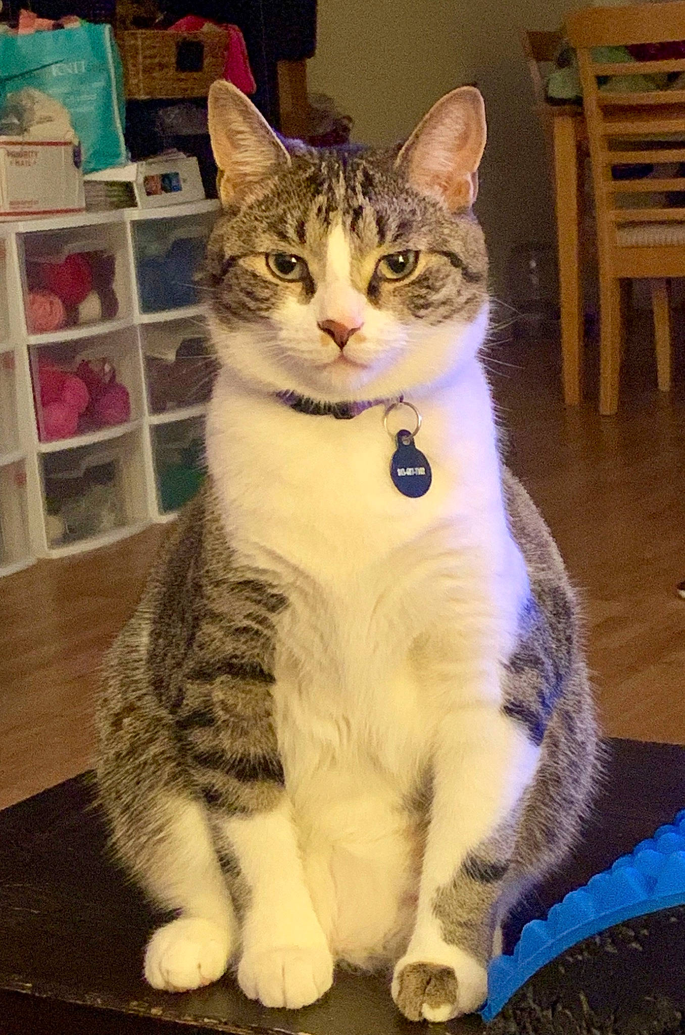 Indiana joined the competition — help win amazing prizes! aegean_cat, american_shorthair, american_wirehair, asian, carnivore, cat, domestic_short_haired_cat, european_shorthair, felidae, fur, japanese_bobtail, kitten, mammal, paw, polydactyl_cat, small_to_medium_sized_cats, tabby_cat, tail, vertebrate, whiskers