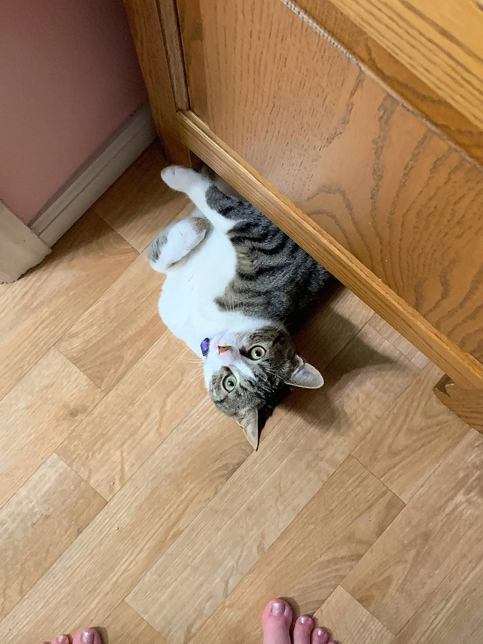 Indiana is registered to the contest to win money with this photo: american_shorthair, carnivore, cat, european_shorthair, felidae, floor, flooring, hardwood, kitten, laminate_flooring, leg, plywood, small_to_medium_sized_cats, tail, whiskers, wood, wood_flooring, wood_stain