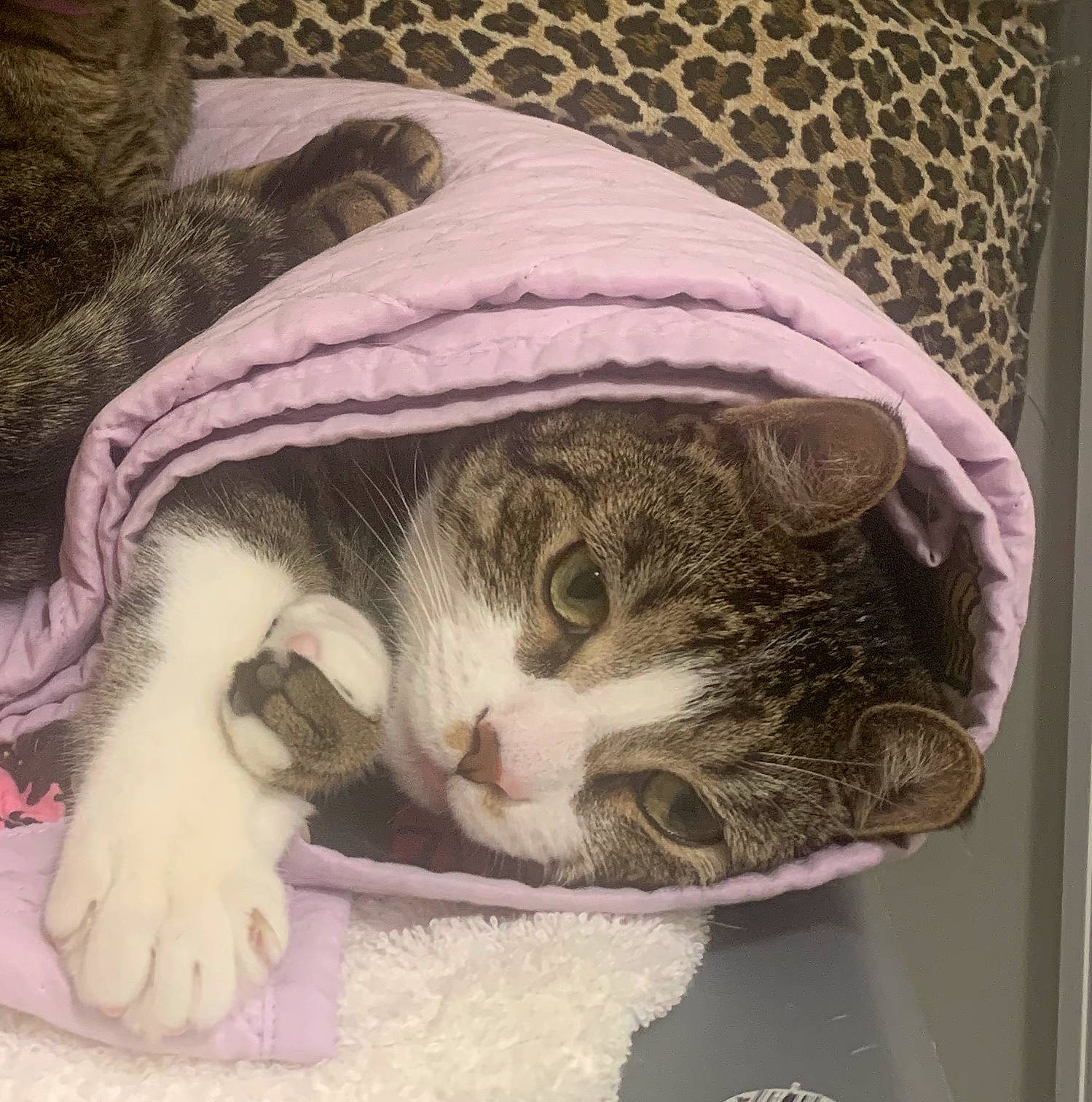 Indiana is registered to the contest to win money with this photo: aegean_cat, american_shorthair, american_wirehair, asian, carnivore, cat, domestic_short_haired_cat, dragon_li, european_shorthair, felidae, fur, kitten, nap, paw, polydactyl_cat, sleep, small_to_medium_sized_cats, snout, tabby_cat, whiskers