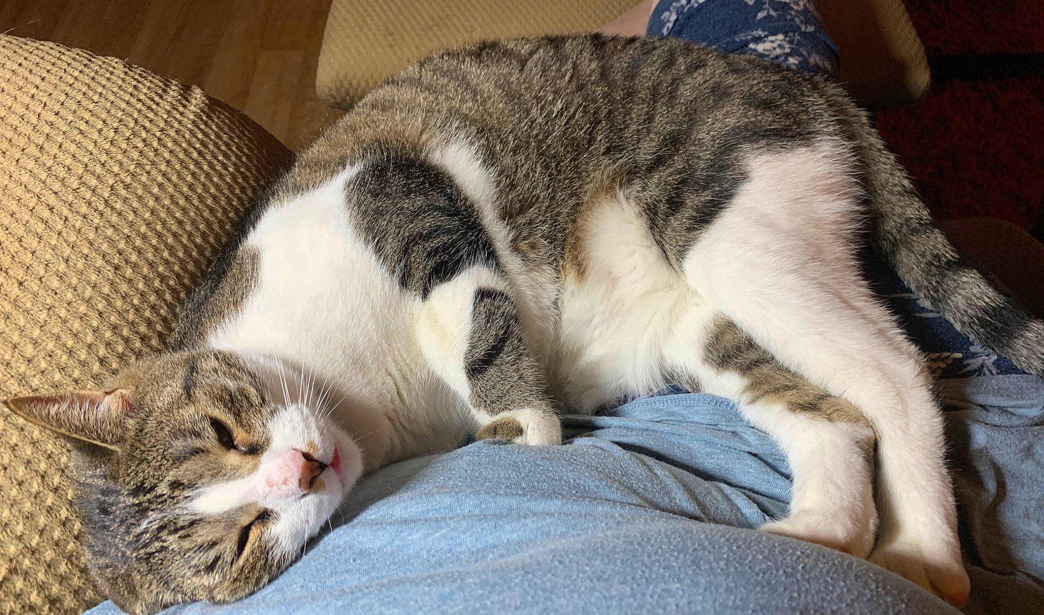 Indiana is registered to the contest to win money with this photo: aegean_cat, american_wirehair, asian, carnivore, cat, domestic_short_haired_cat, dragon_li, european_shorthair, felidae, fur, mammal, nap, paw, polydactyl_cat, singapura, sleep, small_to_medium_sized_cats, tabby_cat, whiskers