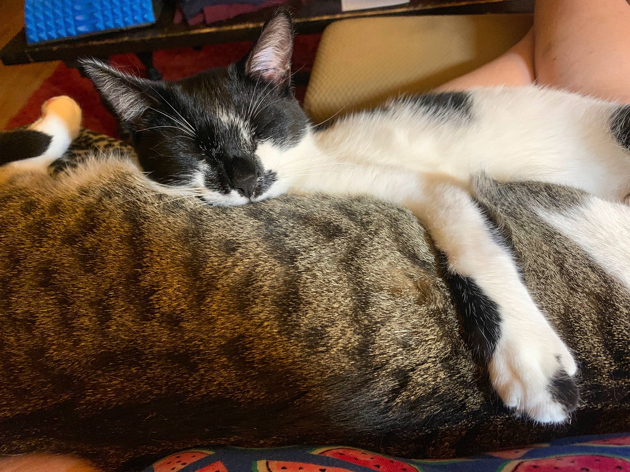 Figaro is registered to the contest to win money with this photo: carnivore, cat, domestic_short_haired_cat, european_shorthair, felidae, fur, kitten, leg, mammal, nap, paw, polydactyl_cat, small_to_medium_sized_cats, whiskers