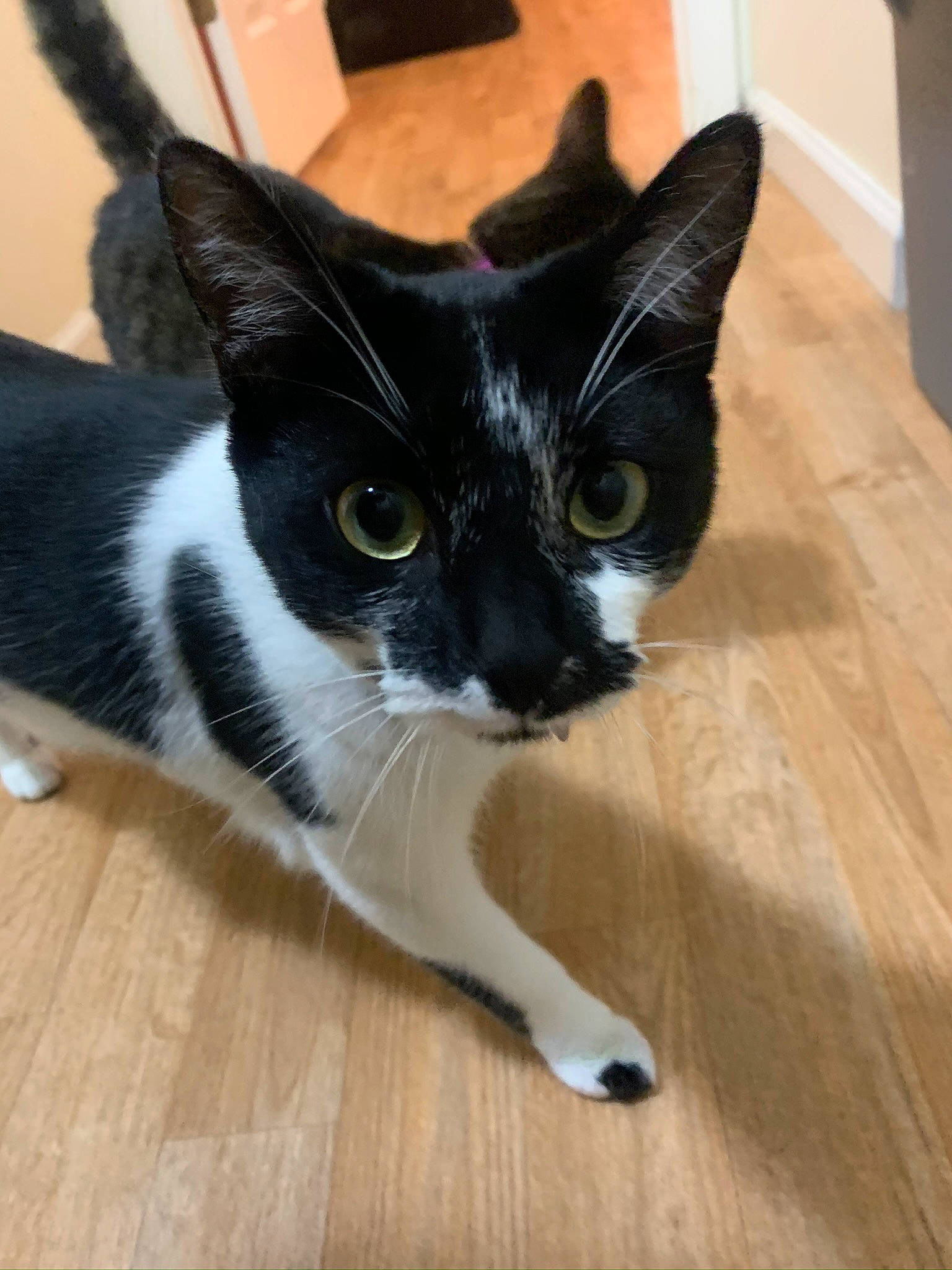 Figaro is registered to the contest to win money with this photo: asian, black_and_white, black_cat, carnivore, cat, domestic_short_haired_cat, felidae, japanese_bobtail, kitten, mammal, polydactyl_cat, small_to_medium_sized_cats, snout, tail, vertebrate, whiskers