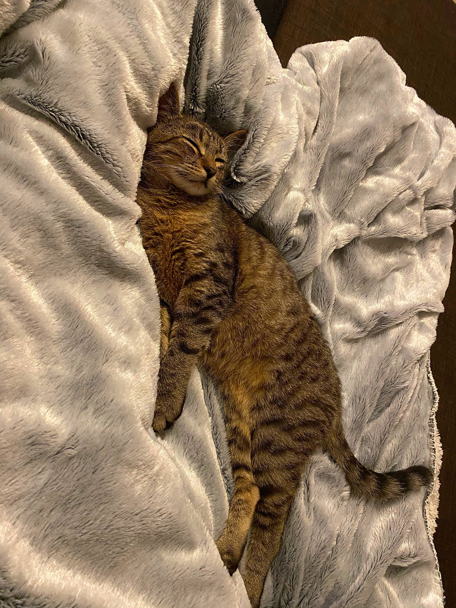 Silver a rejoint le concours — aidez-le/la à gagner de superbes lots ! bed, carnivore, cat, claw, comfort, couch, domestic_short_haired_cat, fawn, felidae, fur, grey, linens, pattern, paw, small_to_medium_sized_cats, snout, tail, terrestrial_animal, textile, whiskers