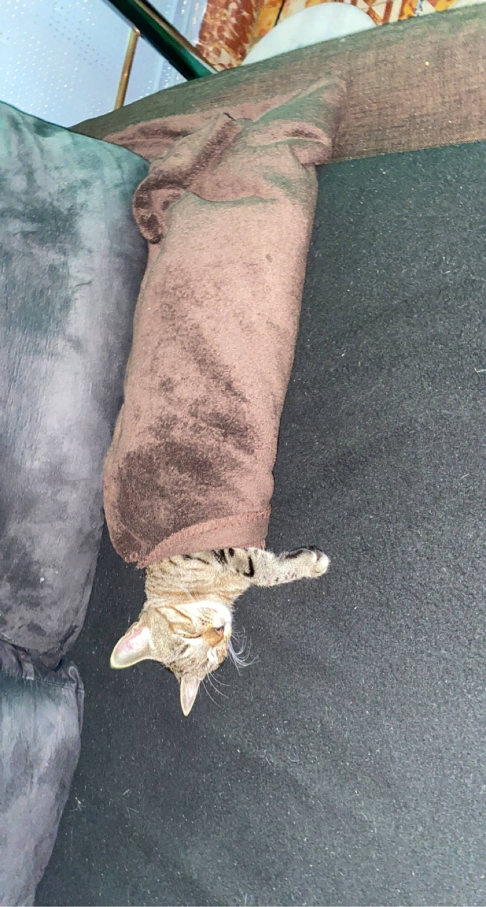 Silver a rejoint le concours — aidez-le/la à gagner de superbes lots ! artifact, asphalt, denim, fawn, felidae, flooring, foot, gesture, glove, human_leg, linens, plant, road_surface, rock, sleeve, small_to_medium_sized_cats, soil, tail, wood, wrist