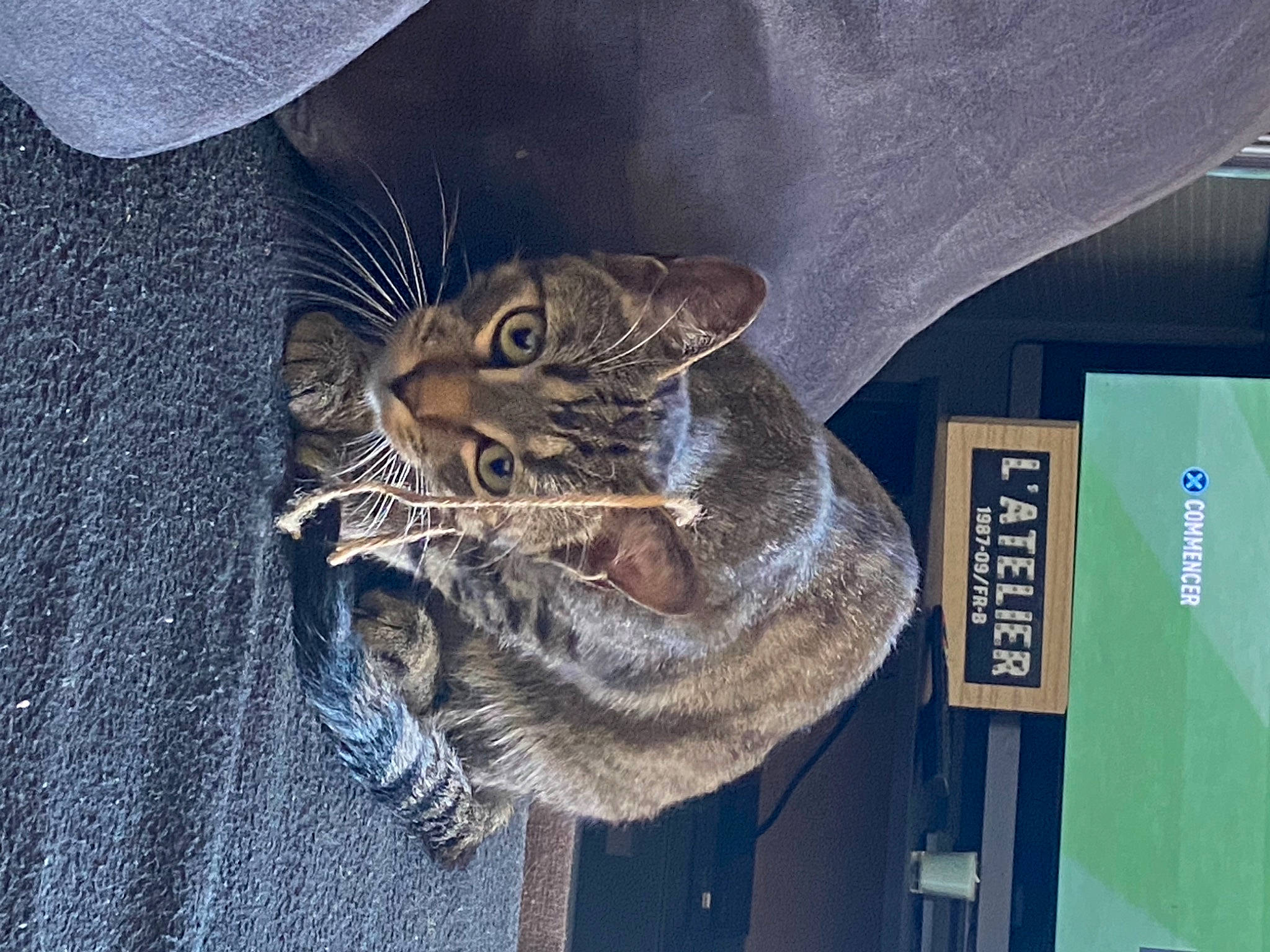 Silver a rejoint le concours — aidez-le/la à gagner de superbes lots ! carnivore, cat, claw, denim, domestic_short_haired_cat, electric_blue, eye, fashion_accessory, felidae, fur, glasses, grey, head, human_body, leg, small_to_medium_sized_cats, snout, tail, whiskers, window