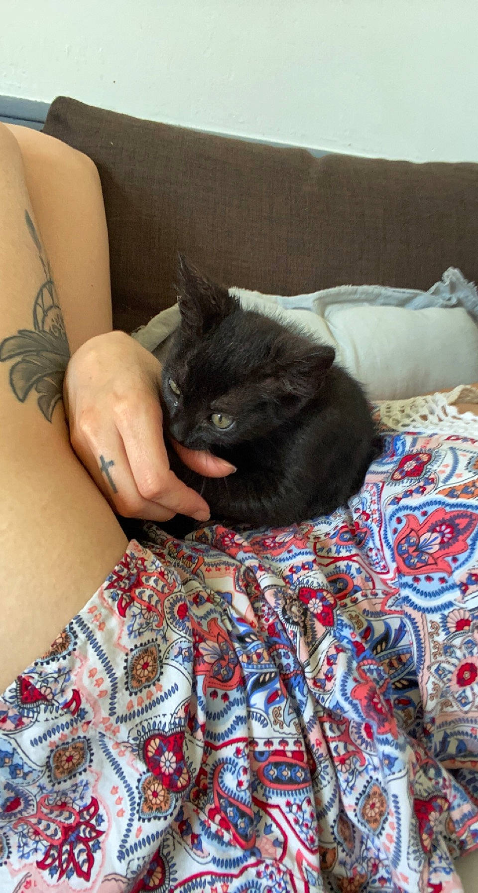 Stampie a rejoint le concours — aidez-le/la à gagner de superbes lots ! arthropod, bed, carnivore, cat, comfort, couch, felidae, fur, human_leg, insect, linens, mammal, moths_and_butterflies, pattern, pillow, pollinator, small_to_medium_sized_cats, temporary_tattoo, thigh, whiskers