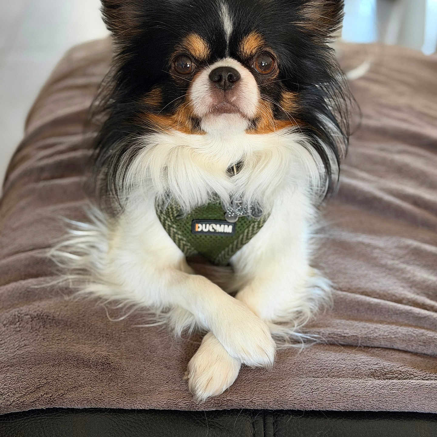 Sully