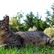 Texas participe au concours pour gagner de l'argent avec cette photo : cat, tabby, grass, outdoor, nature, animal, pet, feline, greenery, trees, sunlight, alert, resting, ears, whiskers, eyes, house, background, daytime, mammal