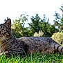 cat, tabby, grass, outdoor, nature, animal, pet, feline, greenery, trees, sunlight, alert, resting, ears, whiskers, eyes, house, background, daytime, mammal