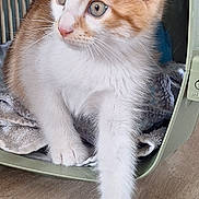 Groot a rejoint le concours — aidez-le/la à gagner de superbes lots ! kitten, cat, pet_carrier, orange_and_white, fur, paw, floor, wooden_floor, curious, animal, indoor, young, cute, whiskers, ears, soft_texture, pet, domestic_cat, small, feline