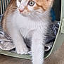 kitten, cat, pet_carrier, orange_and_white, fur, paw, floor, wooden_floor, curious, animal, indoor, young, cute, whiskers, ears, soft_texture, pet, domestic_cat, small, feline