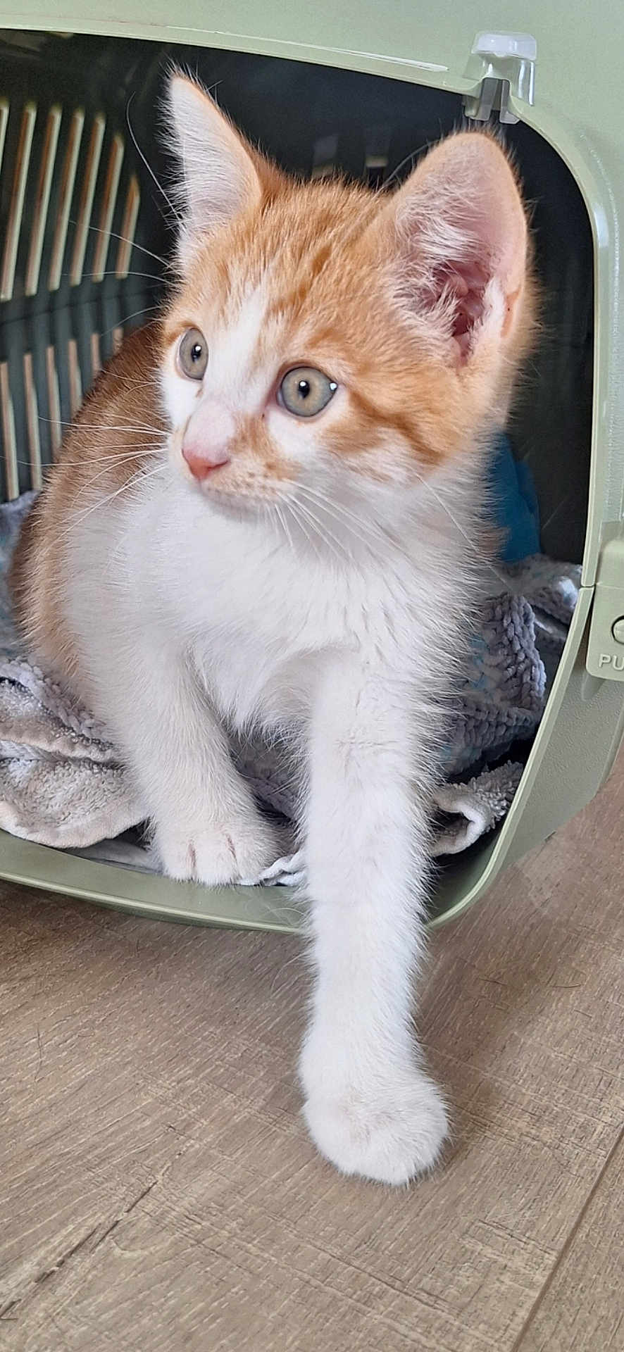 Groot a rejoint le concours — aidez-le/la à gagner de superbes lots ! kitten, cat, pet_carrier, orange_and_white, fur, paw, floor, wooden_floor, curious, animal, indoor, young, cute, whiskers, ears, soft_texture, pet, domestic_cat, small, feline