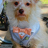 Squirt joined the competition — help win amazing prizes! adorable, animal, bow_tie, close_up, cute, decorative_clothing, dog, fancy, furry, leisure, looking_at_camera, outdoor, pet, portrait, scruffy, sitting, small_dog, sunlight, vest, wooden_surface