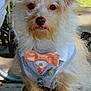 adorable, animal, bow_tie, close_up, cute, decorative_clothing, dog, fancy, furry, leisure, looking_at_camera, outdoor, pet, portrait, scruffy, sitting, small_dog, sunlight, vest, wooden_surface