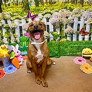 Dodger joined the competition — help win amazing prizes! dog, brown_dog, happy, smiling, tongue_out, sitting, plush_toy, carrot_toy, bunny_toy, bee_toy, duck_toy, flower, butterfly, white_picket_fence, grass, spring, indoor, background, concrete_floor, cute