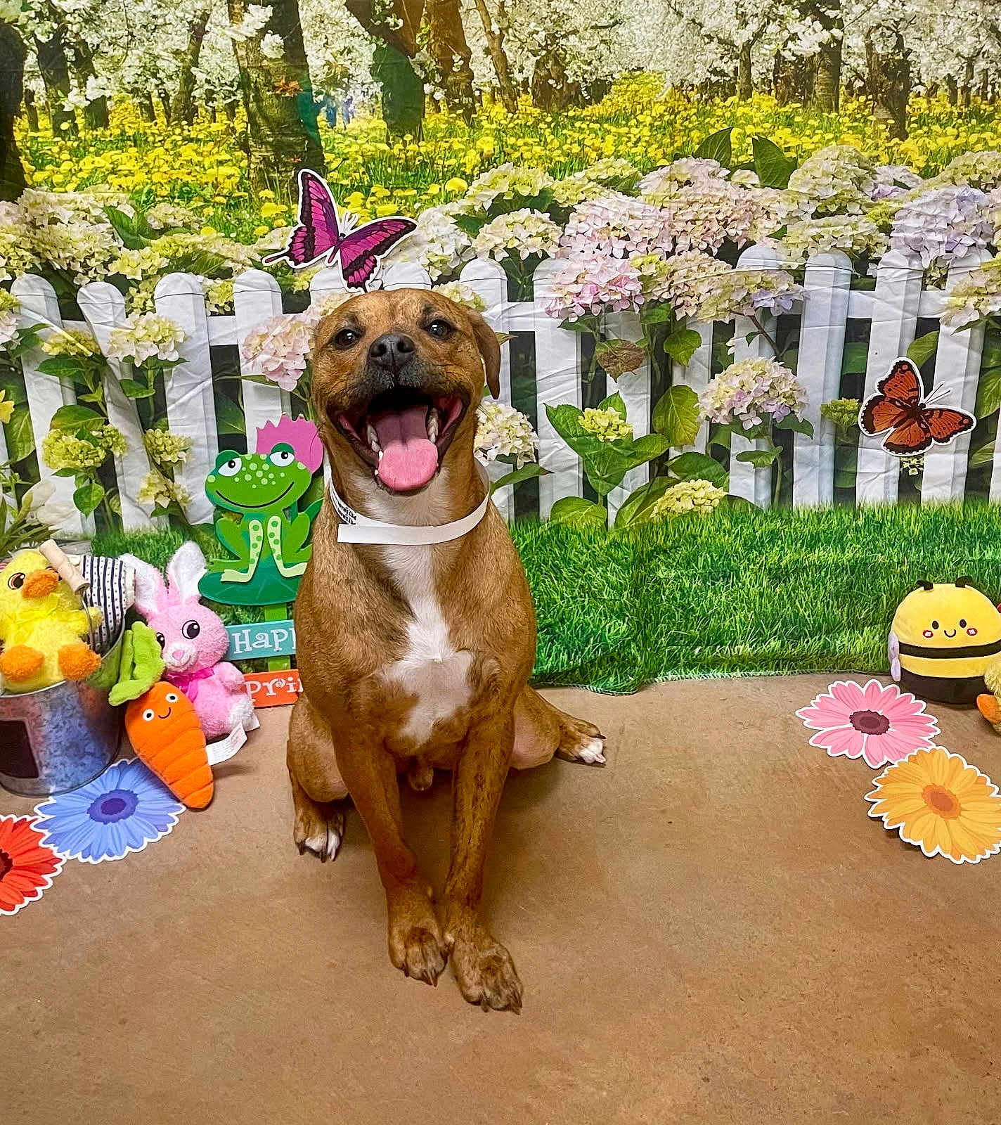 Dodger joined the competition — help win amazing prizes! dog, brown_dog, happy, smiling, tongue_out, sitting, plush_toy, carrot_toy, bunny_toy, bee_toy, duck_toy, flower, butterfly, white_picket_fence, grass, spring, indoor, background, concrete_floor, cute