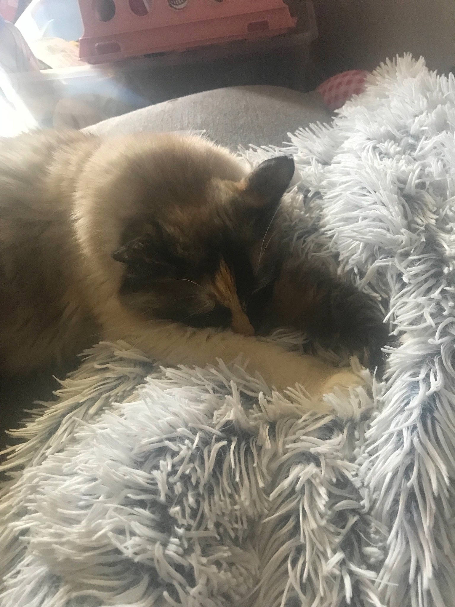 Shiro is registered to the contest to win money with this photo: carnivore, cat, claw, cloud, comfort, companion_dog, dog_breed, fawn, felidae, fur, nap, natural_material, paw, ragdoll, selkirk_rex, small_to_medium_sized_cats, snout, tail, whiskers, white