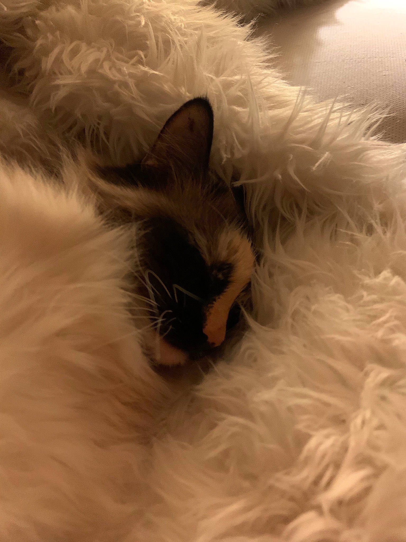 Shiro is registered to the contest to win money with this photo: carnivore, cat, close_up, comfort, fawn, felidae, fur, iris, nap, paw, ragdoll, small_to_medium_sized_cats, snout, tail, whiskers