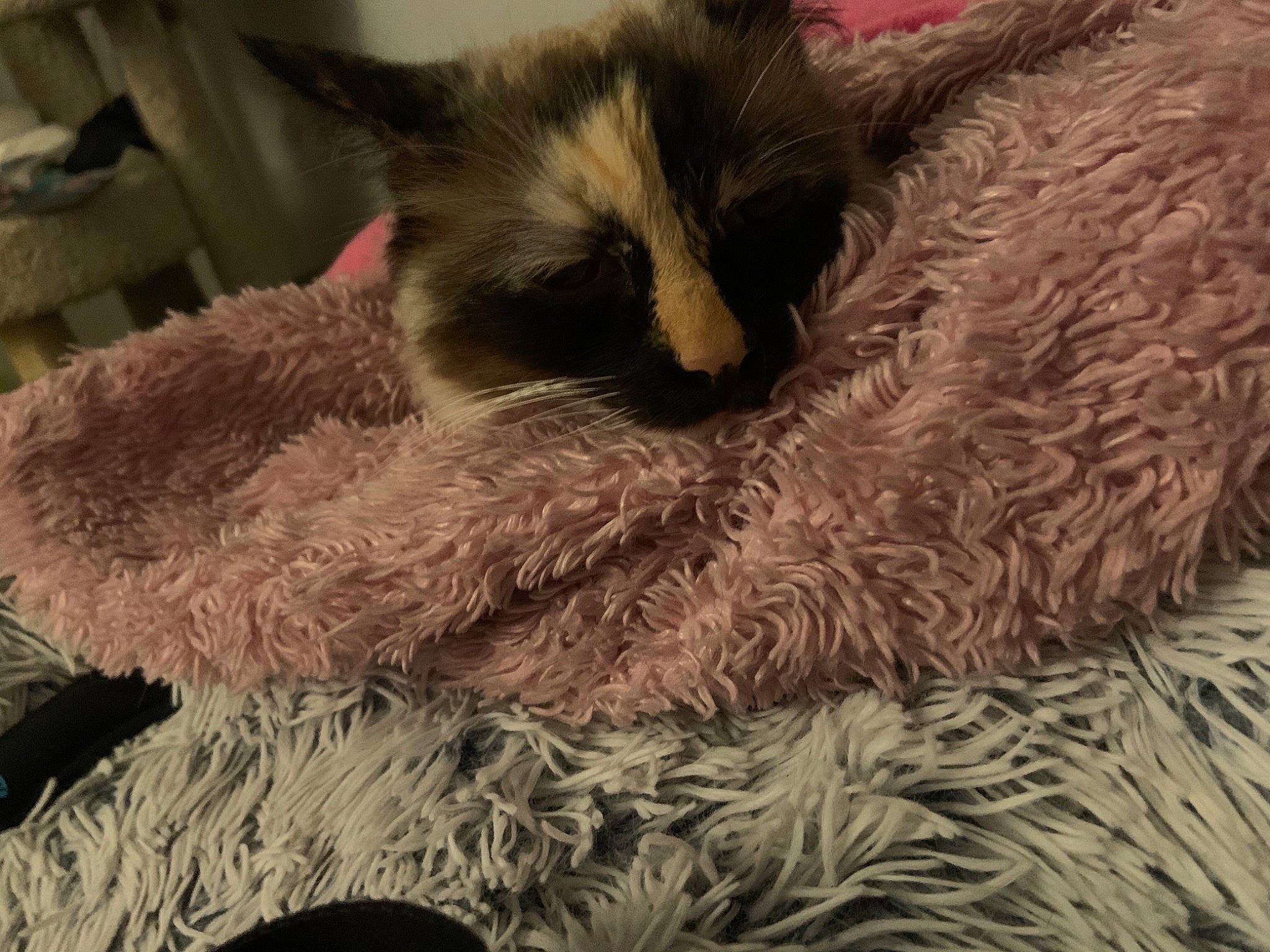 Shiro is registered to the contest to win money with this photo: carnivore, cat, cat_bed, cat_supply, claw, comfort, fawn, felidae, fur, linens, nap, paw, sleep, small_to_medium_sized_cats, snout, tail, terrestrial_animal, whiskers, wool, working_animal