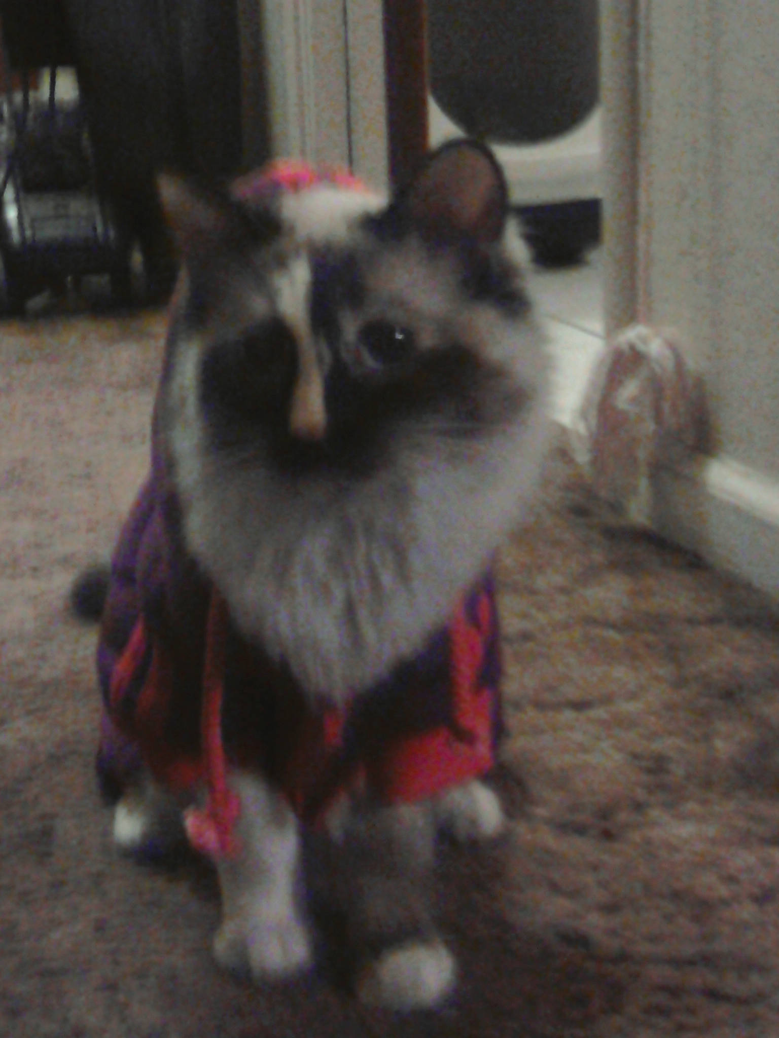 Shiro is registered to the contest to win money with this photo: balinese, birman, carnivore, cat, dog_breed, domestic_short_haired_cat, event, fawn, felidae, flooring, fur, grass, grey, siamese, small_to_medium_sized_cats, snout, tail, terrestrial_animal, thai, whiskers