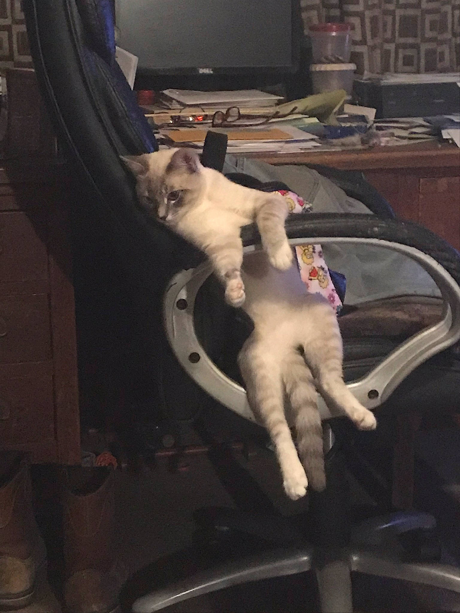 Hunter is registered to the contest to win money with this photo: auto_part, automotive_design, automotive_exterior, automotive_lighting, automotive_tire, bumper, car_seat, carnivore, cat, computer_keyboard, fawn, felidae, fender, hood, motor_vehicle, seat_belt, small_to_medium_sized_cats, steering_wheel, vehicle, vehicle_door