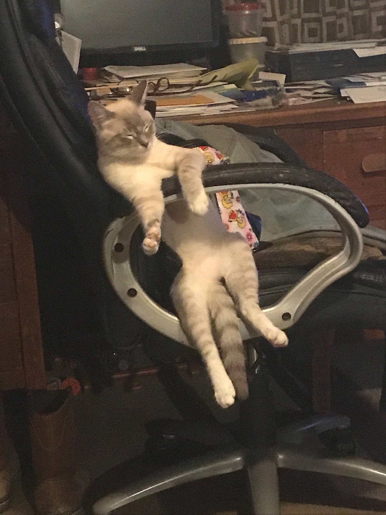 Hunter is registered to the contest to win money with this photo: auto_part, automotive_design, automotive_exterior, automotive_tire, automotive_wheel_system, bicycle_handlebar, bumper, carnivore, cat, comfort, computer_keyboard, computer_monitor, desk, felidae, human_leg, motor_vehicle, small_to_medium_sized_cats, steering_wheel, table, vehicle_door