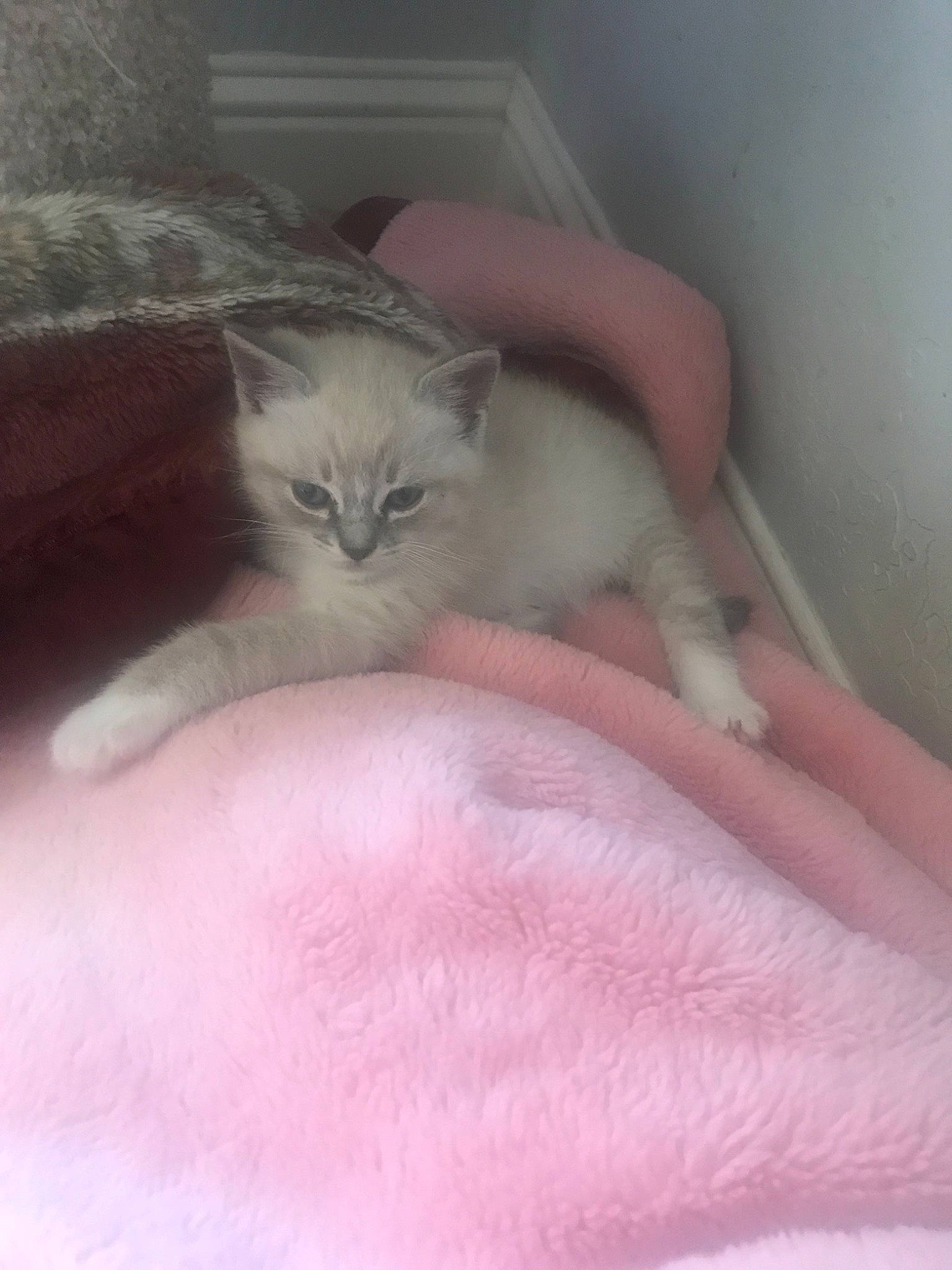 Hunter joined the competition — help win amazing prizes! bed, bedding, carnivore, cat, cat_bed, claw, comfort, domestic_short_haired_cat, fawn, felidae, fur, linens, mattress, nap, paw, pink, sleep, small_to_medium_sized_cats, tail, whiskers