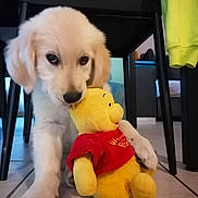 Betty Barbe participe au concours pour gagner de l'argent avec cette photo : puppy, golden_retriever, dog, stuffed_toy, winnie_the_pooh, indoor, floor, chair, toy, cute, pet, animal, playful, young_dog, fur, paws, home, cozy, yellow, red_shirt