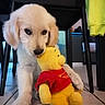 puppy, golden_retriever, dog, stuffed_toy, winnie_the_pooh, indoor, floor, chair, toy, cute, pet, animal, playful, young_dog, fur, paws, home, cozy, yellow, red_shirt
