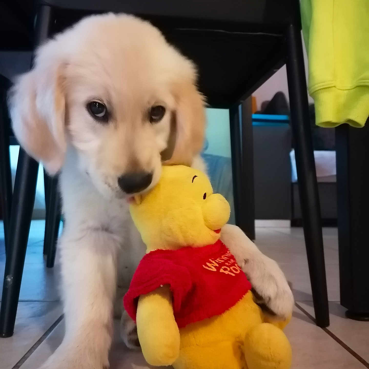 Betty Barbe participe au concours pour gagner de l'argent avec cette photo : puppy, golden_retriever, dog, stuffed_toy, winnie_the_pooh, indoor, floor, chair, toy, cute, pet, animal, playful, young_dog, fur, paws, home, cozy, yellow, red_shirt