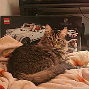 Todo joined the competition — help win amazing prizes! cat, tabby, blanket, soft, cozy, indoor, shelf, figurine, lego, porsche, box, furniture, pet, fur, animal, relaxed, orange_spots, decor, toy, resting