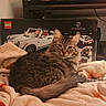 cat, tabby, blanket, soft, cozy, indoor, shelf, figurine, lego, porsche, box, furniture, pet, fur, animal, relaxed, orange_spots, decor, toy, resting