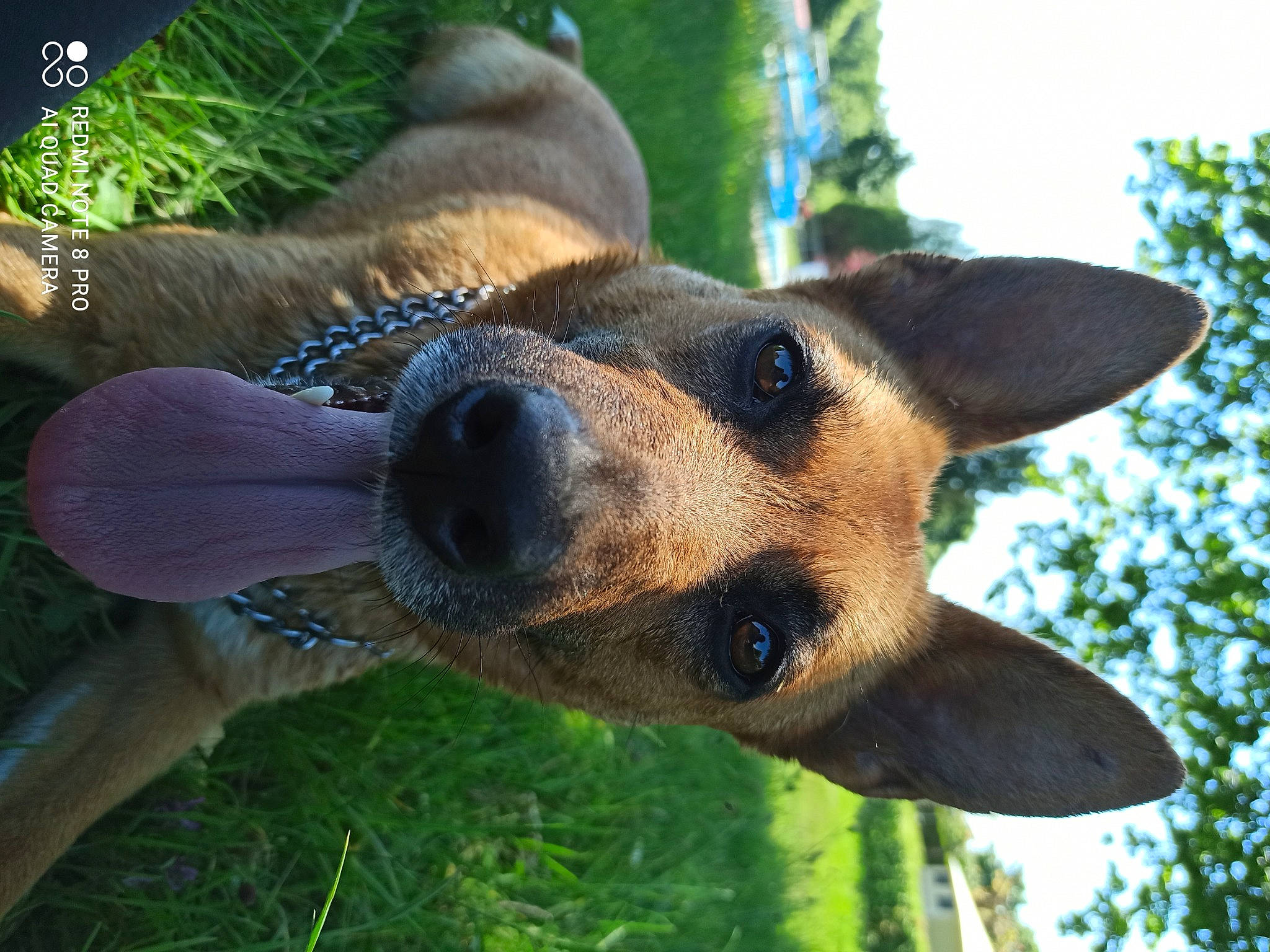 Mila a rejoint le concours — aidez-le/la à gagner de superbes lots ! canidae, carnivore, companion_dog, dog, dog_breed, fawn, fur, german_shepherd_dog, grass, plant, sky, snout, sporting_group, terrestrial_animal, tree, trunk, whiskers, wildlife, working_animal, working_dog